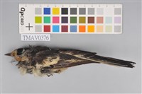 藏品(日本鶺鴒)的圖片